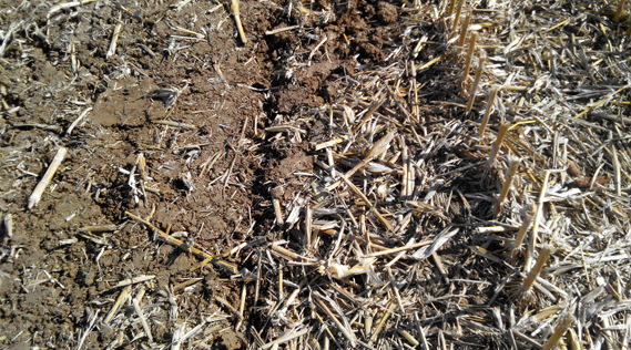 Déchaumeur à disques, dechaumeur, indépendants