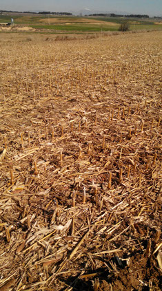 Déchaumeur à disques, dechaumeur, indépendants