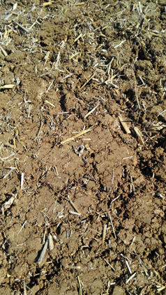 Déchaumeur à disques, dechaumeur, indépendants